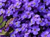 169_6990 aubretia.jpg