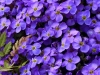 169_6990aubretia