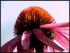 echinacea_m_ram